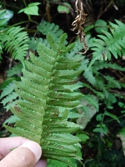 Polystichum tripteron