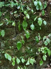 Conandron ramondioides