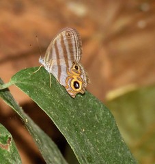 Chloreuptychia herseis