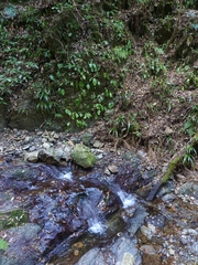 Conandron ramondioides