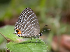 Jamides malaccanus