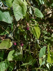 Codonopsis javanica japonica