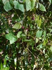 Codonopsis javanica japonica