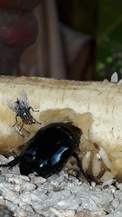 Lagochile emarginata