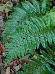 Polystichum makinoi