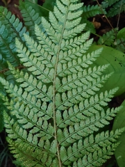 Polystichum makinoi