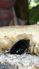 Lagochile emarginata