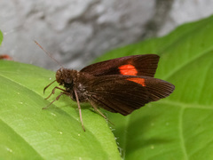 Koruthaialos rubecula
