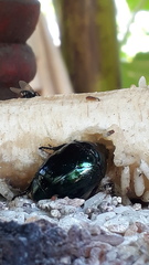 Lagochile emarginata