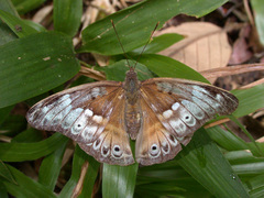Eulaceura osteria