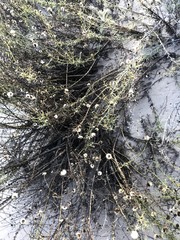 Erigeron blochmaniae