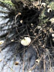 Erigeron blochmaniae