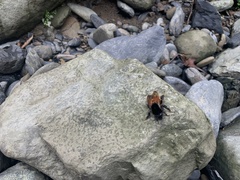Bombus bicoloratus