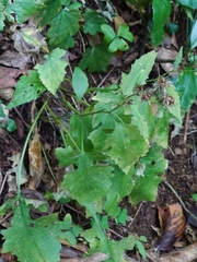 Saussurea sinuatoides