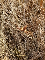 Gentiana puberulenta