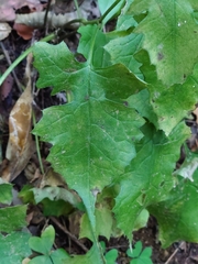 Saussurea sinuatoides