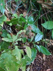 Saussurea sinuatoides