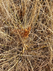Gentiana puberulenta