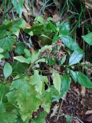 Saussurea sinuatoides