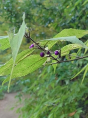 Callicarpa mollis