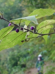 Callicarpa mollis