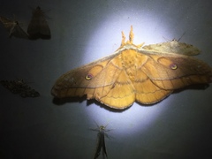 Neodiphthera papuana