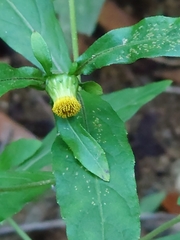 Carpesium divaricatum