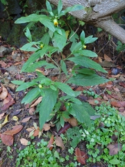 Carpesium divaricatum