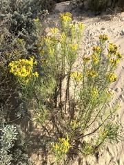 Senecio blochmaniae