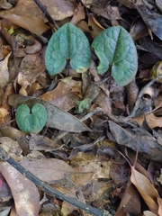 Asarum nipponicum