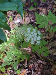 Angelica polymorpha