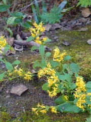 Solidago virgaurea asiatica