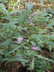Cirsium microspicatum microspicatum