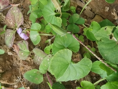 Viola hamiltoniana