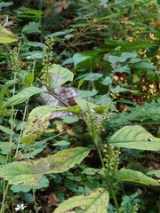 Collinsonia japonica