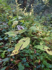 Collinsonia japonica