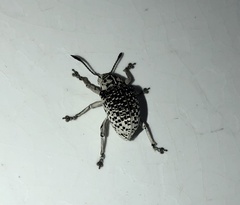 Cydianerus latruncularius