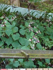 Begonia grandis