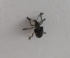 Cydianerus latruncularius