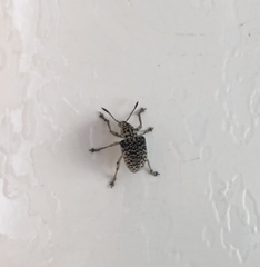 Cydianerus latruncularius