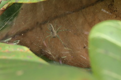 Dendrolycosa
