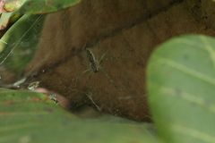 Dendrolycosa