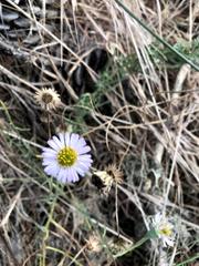 Erigeron blochmaniae