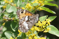 Hipparchia pellucida