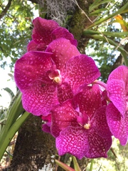 Orchidaceae