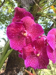 Orchidaceae