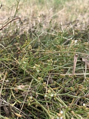 Thesium frisea