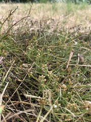 Thesium frisea