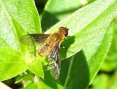 Chrysanthrax cypris