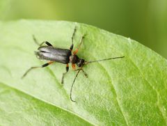 Cortodera femorata
